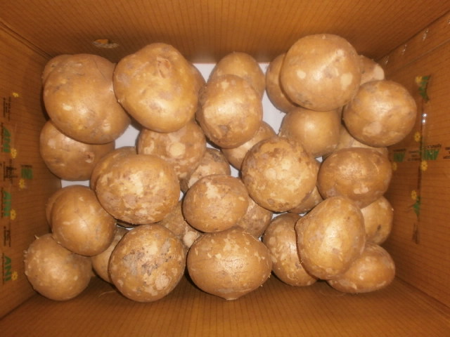 Singkamas